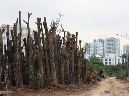 Hà Nội sẽ đấu giá gỗ thu hồi sau bão Yagi vào cuối tháng 11